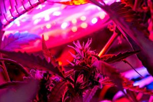 Autoflowering Marijuana Seeds – the Length of the Germination Process