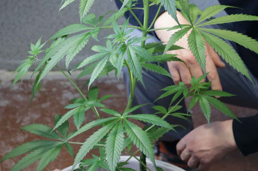 Benefits of Growing Marijuana Seeds Indoors
