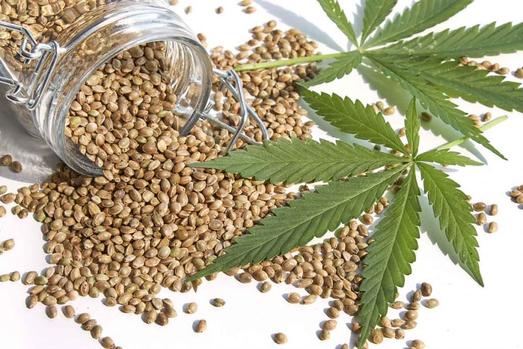 Buying Cheap Marijuana Seeds from Canada