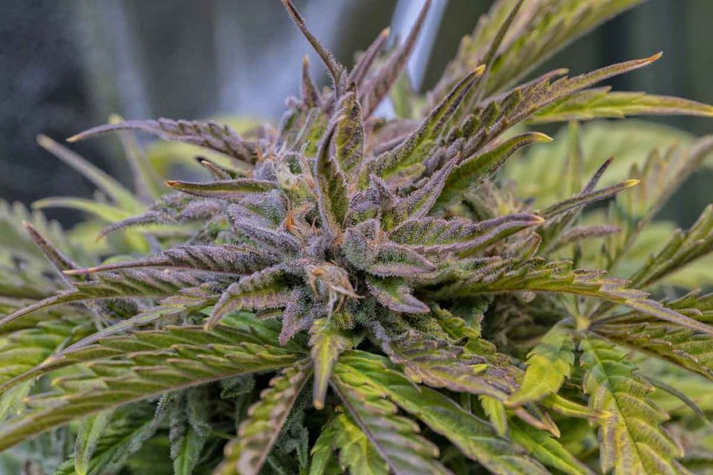Grow Cannabis the Quick and Easy Way with Autoflowering Marijuana Seeds