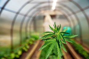 High Quality Marijuana Seeds for Growing