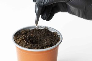 How to Grow Your Own Cannabis Plant