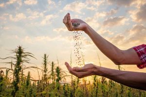 How to Pick the Best Marijuana Seeds Company