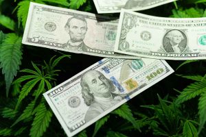 Investing in Feminized Marijuana Seeds for Optimum Quality Weed