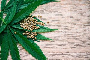 Marijuana Seeds Categories You Can Choose From