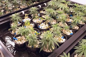 Steps in Planting Marijuana Seeds Indoors