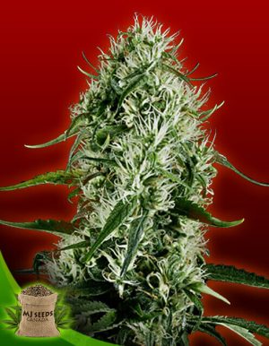 Super Silver Haze Feminized Marijuana Seeds