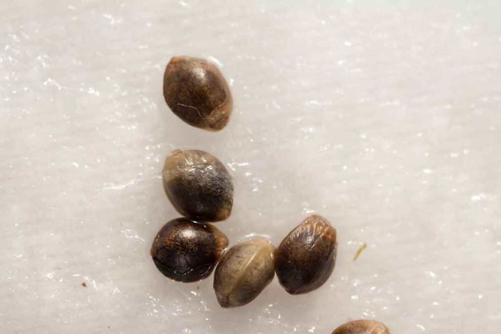 The Advantages And Risks Of Buying Marijuana Seeds In The Internet