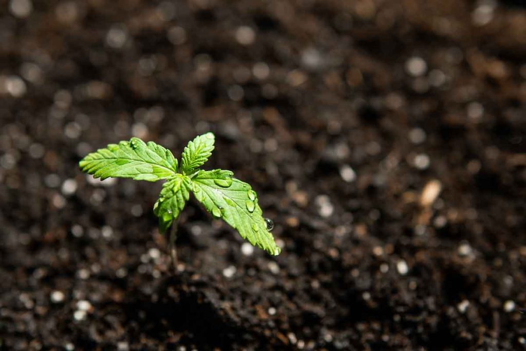 The Importance of Germinating Marijuana Seeds