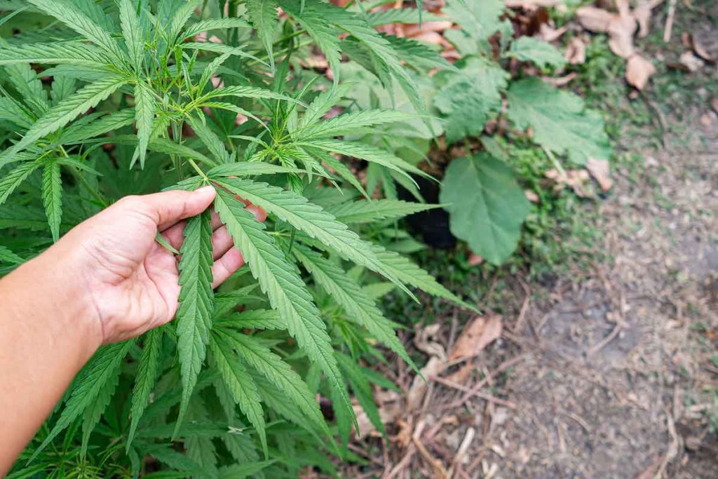 Tips for Growing Marijuana Seeds