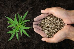 Tips in Looking for the Best Marijuana Seedbank