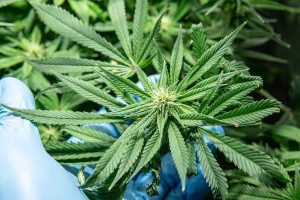 What Marijuana Seeds Are Good for Indoor and Outdoor Growing