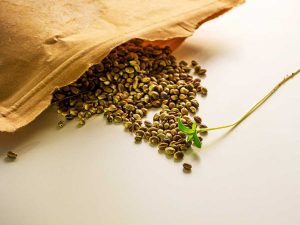 Where to Order Marijuana Seeds in Canada