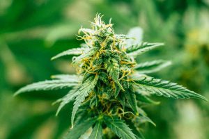 Why Buy Feminized Marijuana Seeds from Canada