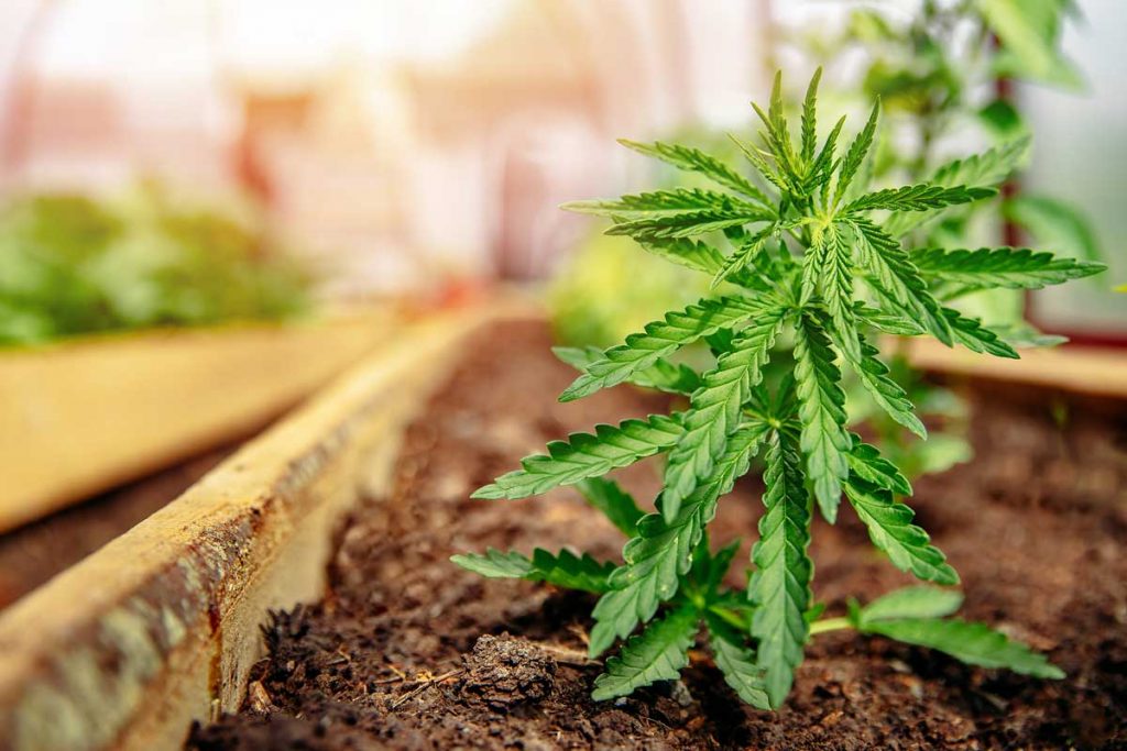 Why Consider the Height of your Marijuana Plants in Buying Cannabis Seeds