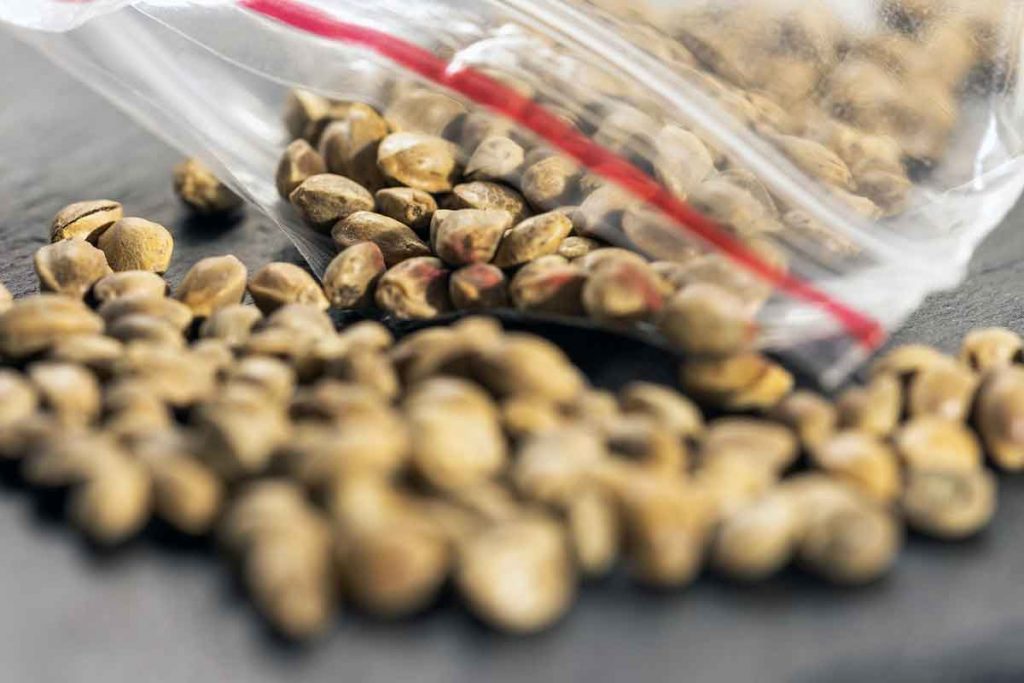 Why Online Marijuana Seed Banks Give Away Free Marijuana Seeds
