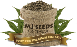 Fruit Autoflowering Marijuana Seeds