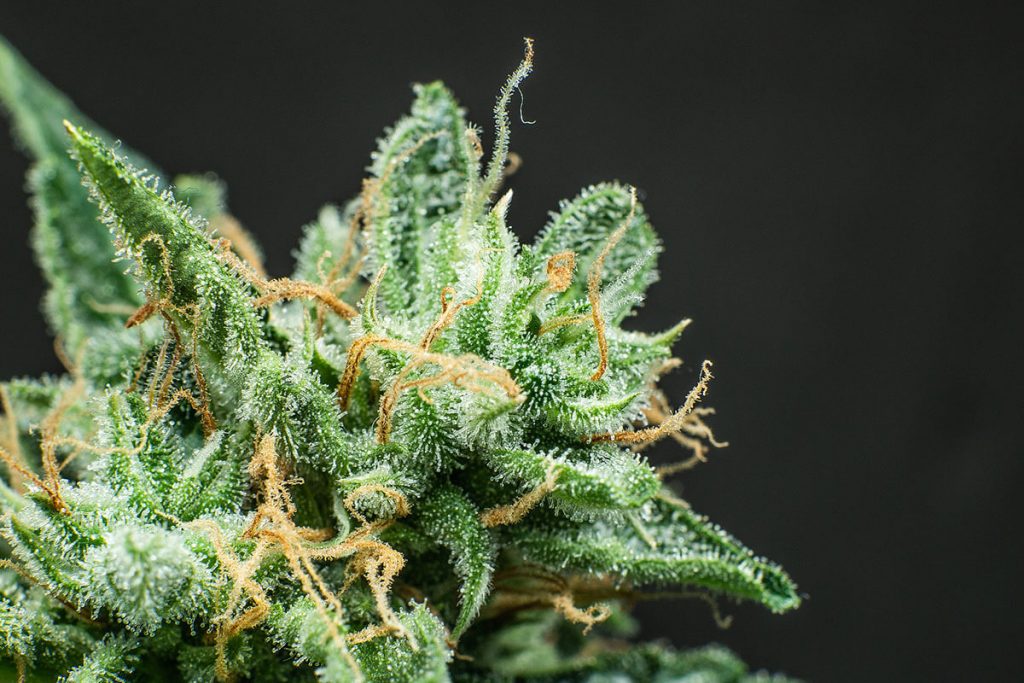 10 Best Indica Strains in Cannabis History