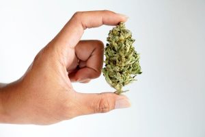 10 Best Strains for Male Arousal