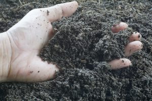 Are Earthworm Castings Great Weed Fertilizers?