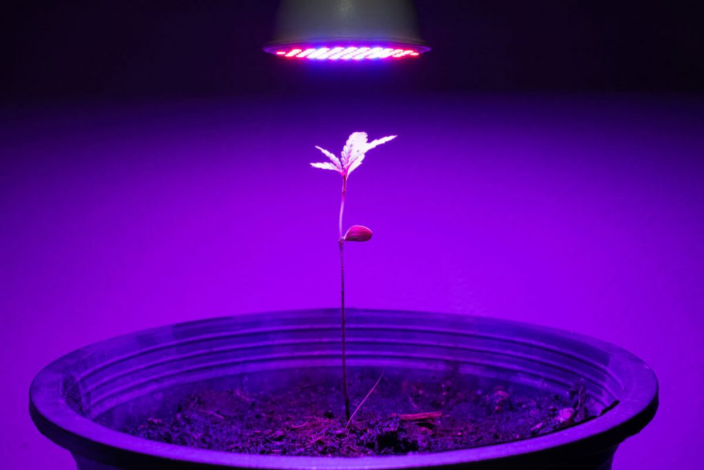 DIY LED Grow Light Ideas for Indoor Growers