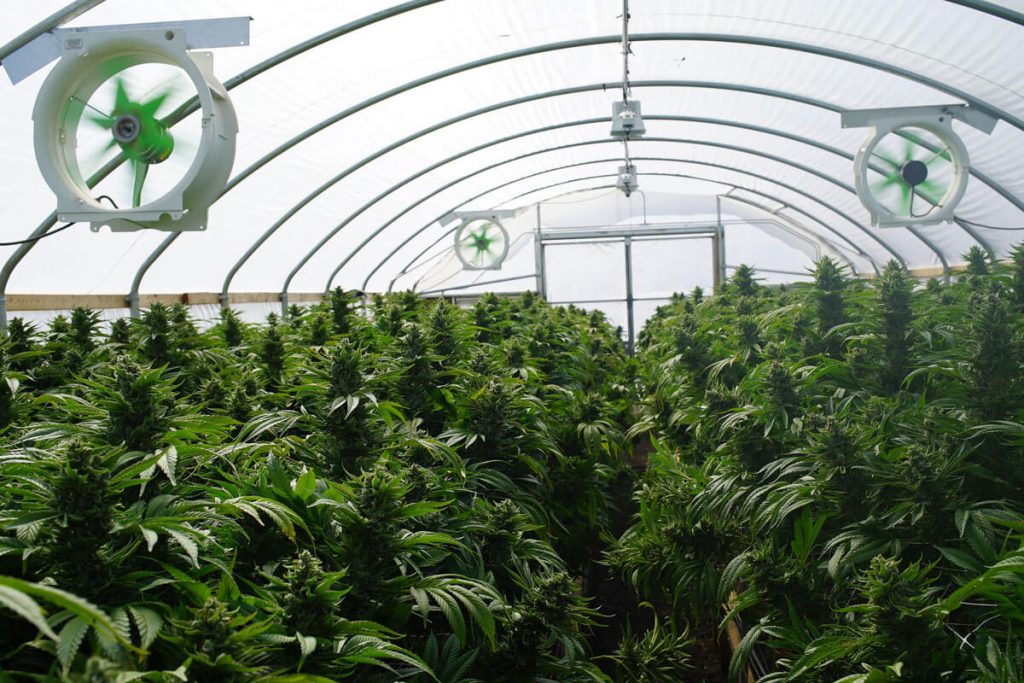 Expert Guide for a Successful Marijuana Cultivation