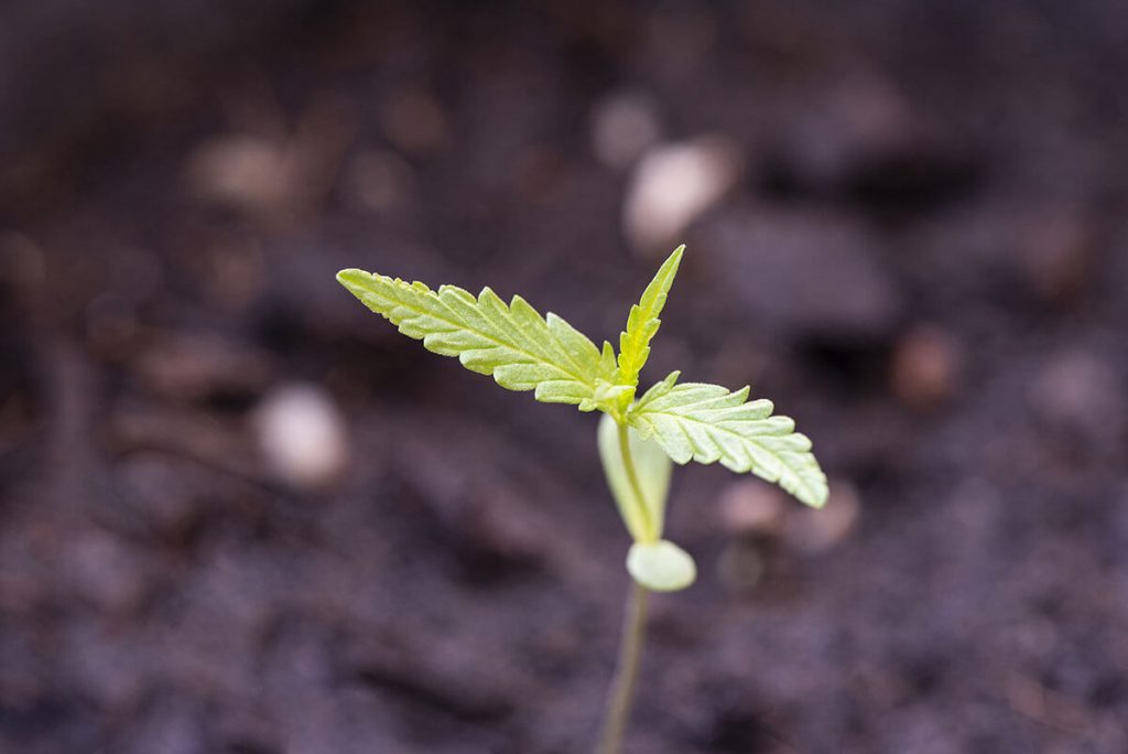 Germinating Cannabis Seeds 101