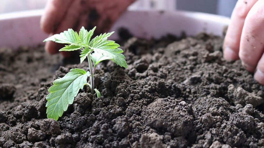 How to Handle Your Marijuana Seedlings Like an Expert