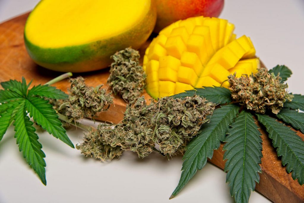 Mango and Weed: Is it a Perfect Combination?