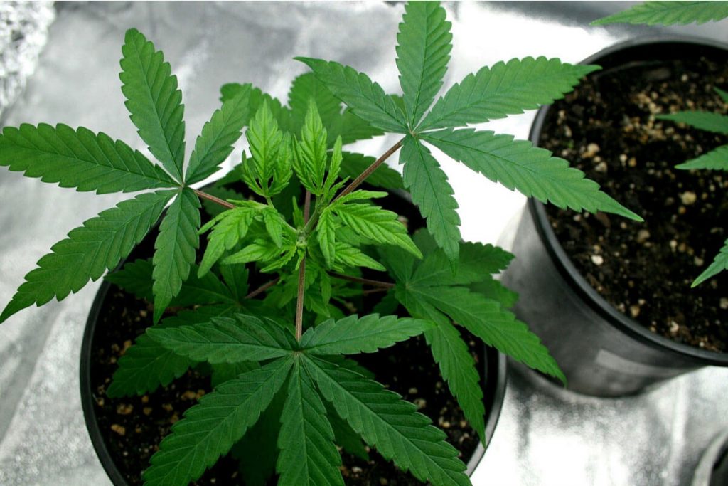 Space Bucket Cannabis Growing Guide