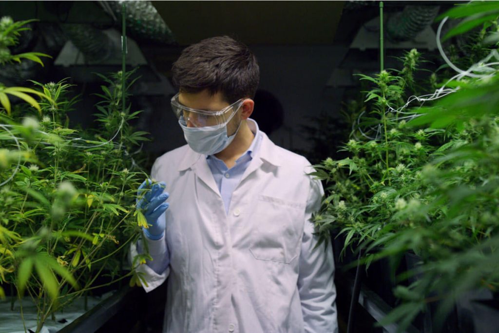 Tissue Culture in Cannabis: An Innovative Weed Cultivation Method