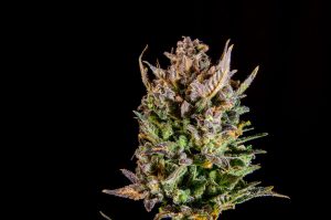 Top 10 Best Hybrid Strains You Probably Want to Try