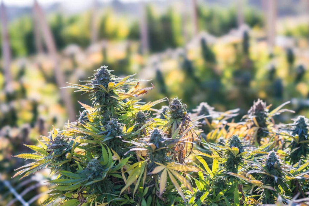 When to Harvest Outdoor Weed: Manual for Cannabis Growers