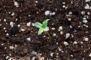 marijuana plant stages