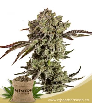 Animal Mint Autoflowering Marijuana Seeds