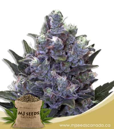 Blue Pyramid Autoflowering Marijuana Seeds