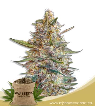 Blueberry Diesel Feminized Marijuana Seeds