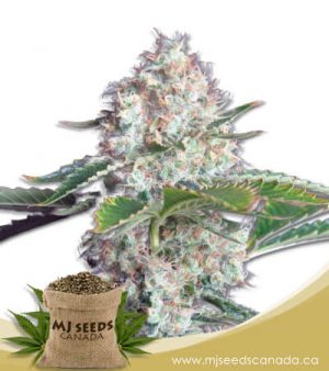 Bubblicious Autoflowering Marijuana Seeds