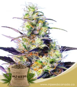 CBD Indica Feminized Fast Version Marijuana Seeds