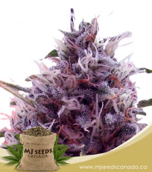 CBD Kali Kush (1:20) Marijuana Seeds