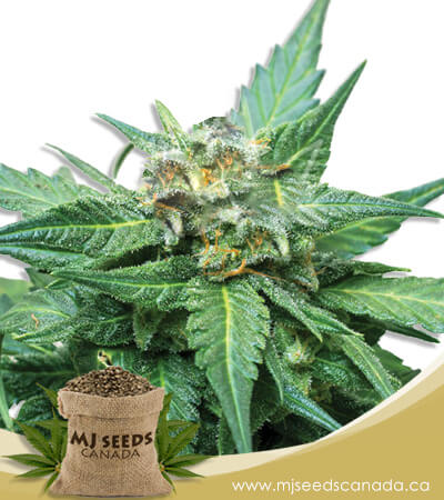 Cali Kush CBD Indica (1:20) Marijuana Seeds