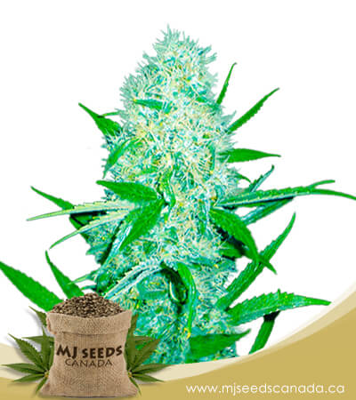 Cali Og Kush x Haze Feminized Marijuana Seeds