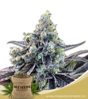 Cookie Dog Autoflowering Marijuana Seeds