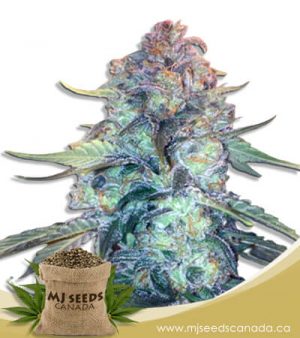 Creamsicle Feminized Marijuana Seeds