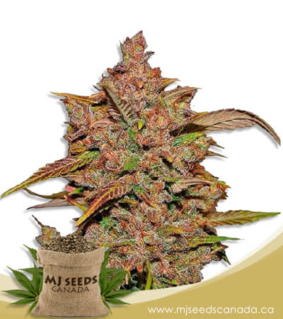 Crystal Autoflowering Marijuana Seeds