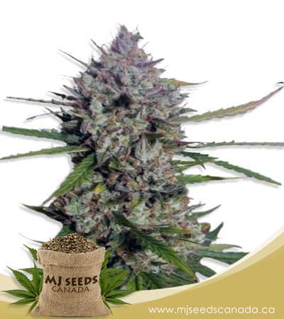 Diesel Berry Autoflowering Marijuana Seeds
