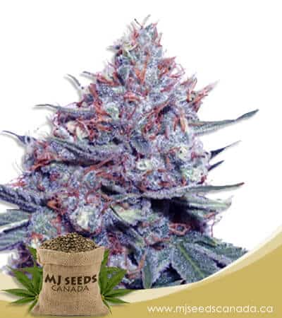 Dwarf King Autoflowering Marijuana Seeds