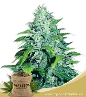 Dwarf Low Flyer Autoflowering Marijuana Seeds