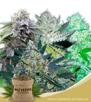 Fem Mix Marijuana Seeds