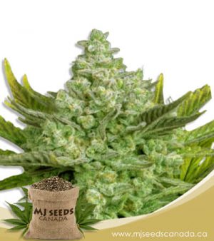 Gorilla Cookies Autoflowering Marijuana Seeds